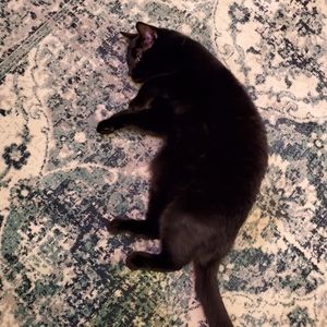 Meet your Posher, Bree